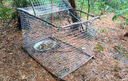 Quatro presos por tráfico de animais silvestres em Bodoquena