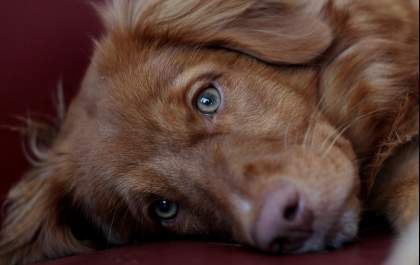 O que as convulsões revelam sobre a saúde dos cães