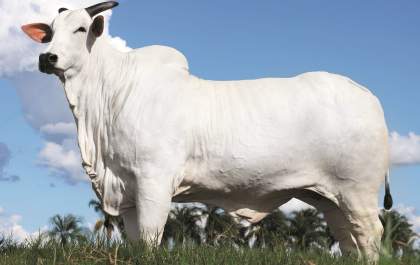 Donna, a vaca de R$ 54 milhões