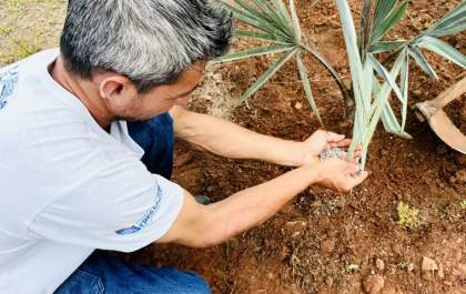 SEMEA intensifica arborização urbana com plantio de mais de 190 novas mudas em Três Lagoas