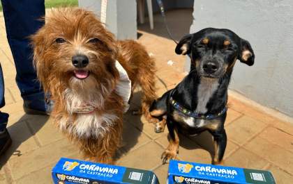 Caravana da Castração registra mais de 16 mil animais castrados em MS