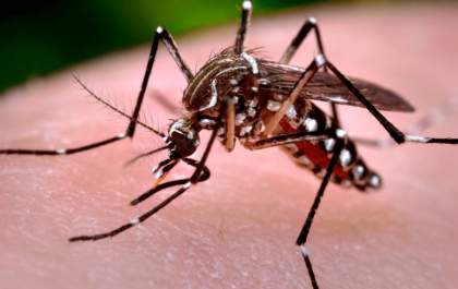 Dengue não tira férias: Prefeitura de Três Lagoas reforça alerta contra o Aedes aegypti