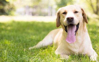 Polícia vai investigar morte de cão da raça Labrador em Coroados