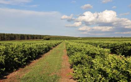 Citricultura avança em MS, injeta R$ 2,4 bilhões e consolida nova fronteira agrícola no Estado