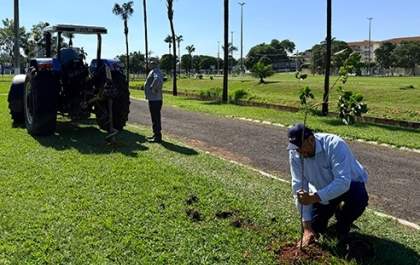 Prefeitura de Birigui faz plantio de Ipês no Parque do Povo