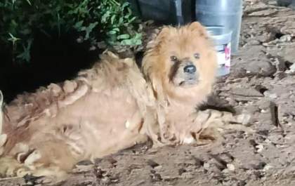 CCZ resgata cão da raça Chow-chow abandonado em linha férrea