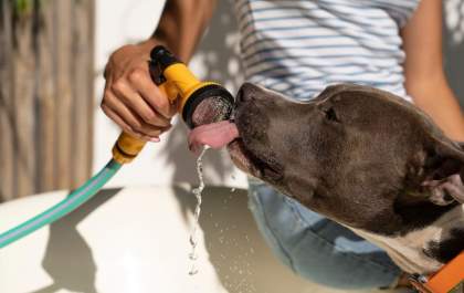 Altas temperaturas mudam a rotina dos pets e exigem novos cuidados dos tutores