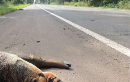 MP investiga aumento de atropelamentos de animais e descarte irregular de carcaças em rodovias de MS