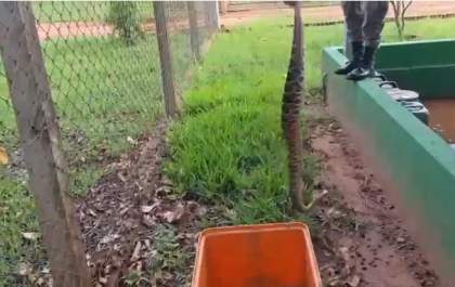 PMA de Três Lagoas captura cascavel em empresa