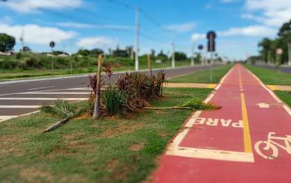 Prefeitura fará replantio de 22 árvores destruídas por vândalo em novo residencial de Araçatuba
