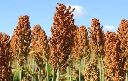 Sorgo cresce na safrinha de MS e se consolida como aposta estratégica para o agronegócio