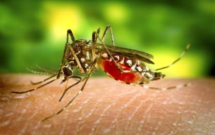 Mato Grosso do Sul registra 132 casos prováveis e dois confirmados de dengue no início de 2026