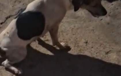 Após cachorro ser atropelado, moradores denunciam alta velocidade de ônibus em rua de Água Clara