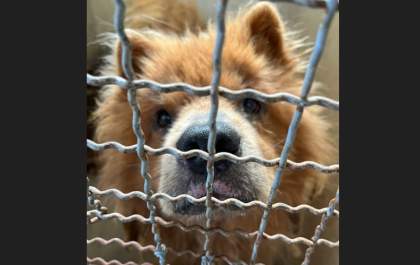 Chow-chow resgatado está com doença do carrapato e passa por tratamento