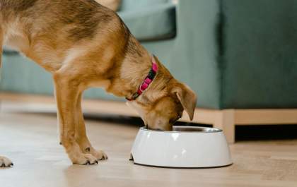 Verão exige atenção à hidratação e à alimentação de cães e gatos