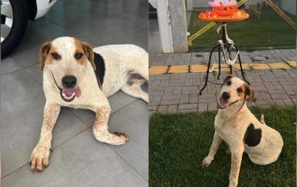 Cão comunitário Abacate morre após ser baleado e comove moradores