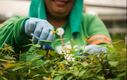 Eldorado Brasil abre vagas para Ajudante de Viveiro em Andradina