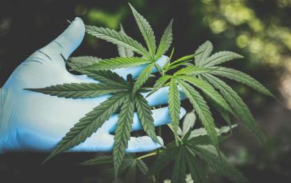 Anvisa libera produção de cannabis medicinal no Brasil