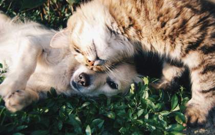 Introdução planejada define a relação entre cães e gatos em casa