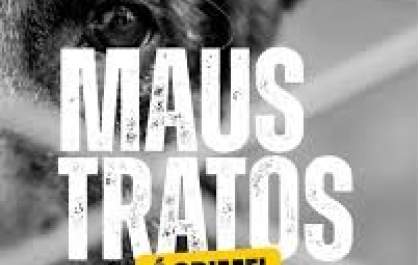Cão morre após agressão com capacete praticada pelo tutor em Andradina