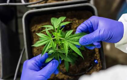 Anvisa define regras para plantio de cannabis no Brasil; uso comercial será proibido