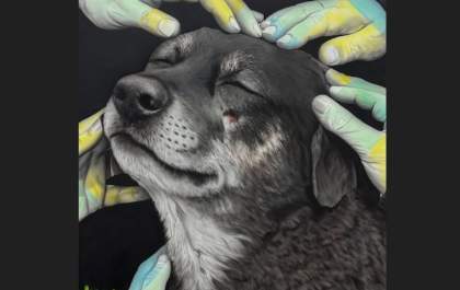 Vida de cachorro