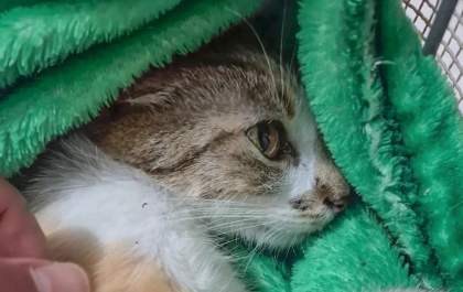 Mulher é presa após arremessar gata do 12º andar de prédio em Curitiba