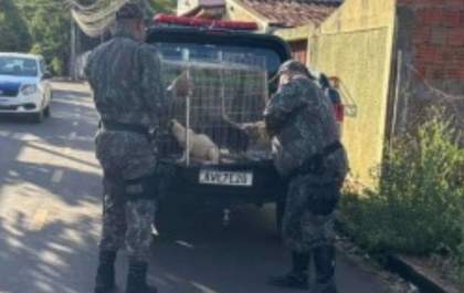 Vídeos de agressão a cachorro levam MP a investigar morador em Três Lagoas