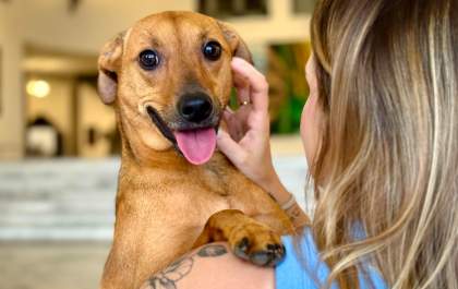 Cães e gatos já podem ser enterrados em jazigos de familiares em todo Estado de São Paulo