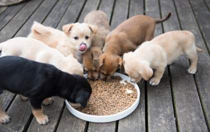 Três Lagoas institui Banco Municipal de Ração e Insumos para Animais