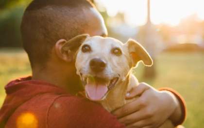 Mural digital promete agilizar reencontro de pets com tutores em Três Lagoas