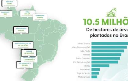 2026 começa com crescimento na cadeia de plantio de florestas no Brasil