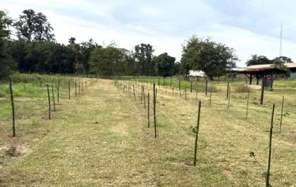 Samar conclui reflorestamento das margens do ribeirão Baguaçu