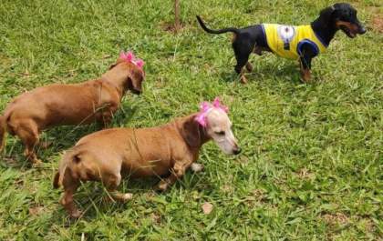 Exposição a multidões no Carnaval pode trazer riscos à saúde dos animais