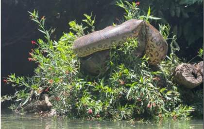 Canoístas ficam frente a frente com sucuri gigante no Rio Formoso