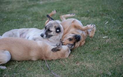 Conheça estratégias para desenvolver a cognição dos cães em casa e na rua