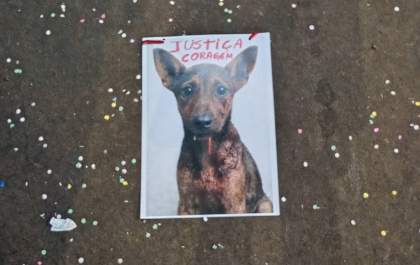 Caso Coragem reacende debate sobre maus-tratos a animais