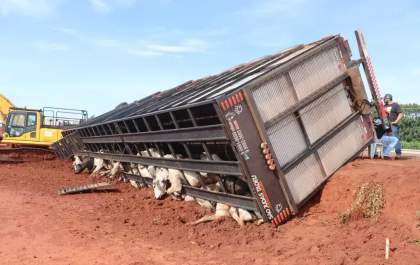 Carreta com 40 bois tomba em trecho em obras na BR-163 e cerca de 10 animais morrem