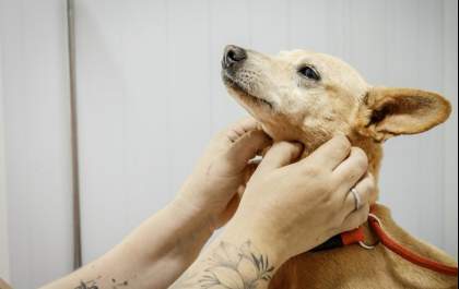 Região recebe mutirões de castração do programa Pro Pet SP
