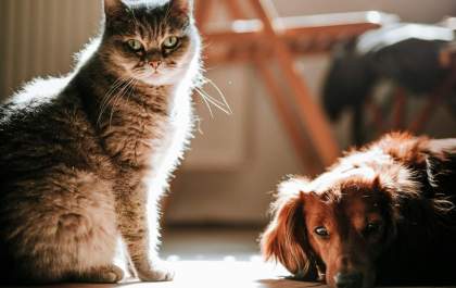 Cuidado gastrointestinal define a saúde de cães e gatos