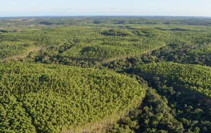 Vazio fundiário pode afetar expansão florestal em MS