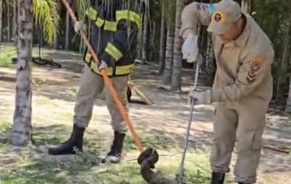 Jiboia é capturada pelo Corpo de Bombeiros em condomínio de Três Lagoas