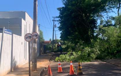Supressão de árvore é realizada após denúncia e mobilização de moradores no bairro São João