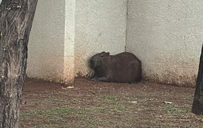 Capivara ferida se refugia em condomínio em Araçatuba