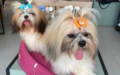 Pesquisa revela os nomes de pets mais populares entre os brasileiros