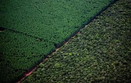 Gigante da celulose restaura mais de 1,5 mil hectares do Cerrado em MS