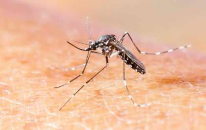 Mato Grosso do Sul registra 4ª morte por chikungunya em 2026