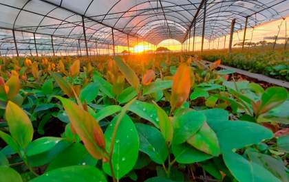 Brasil bate recorde de produção e exportação de celulose em 2025