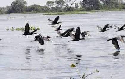 Campo Grande recebe COP15 com programação gratuita e atividades abertas ao público