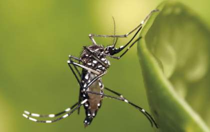 Saúde confirma 2 mortes por chikungunya em Araçatuba